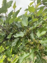 今年もマルベリーに実が付き始めました☆