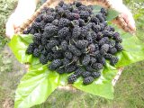 画像: 冷凍マルベリー（1kg）