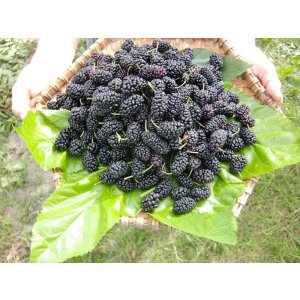 画像: 冷凍マルベリー（1kg）