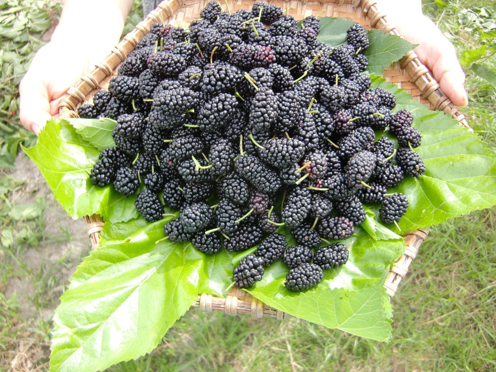 画像1: 冷凍マルベリー（1kg）